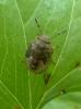 Peribalus strictus vernalis